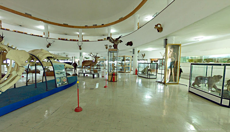 موزه تاریخ طبیعی
